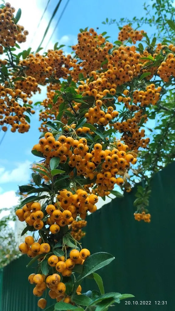 Кафе «У пани Сони»