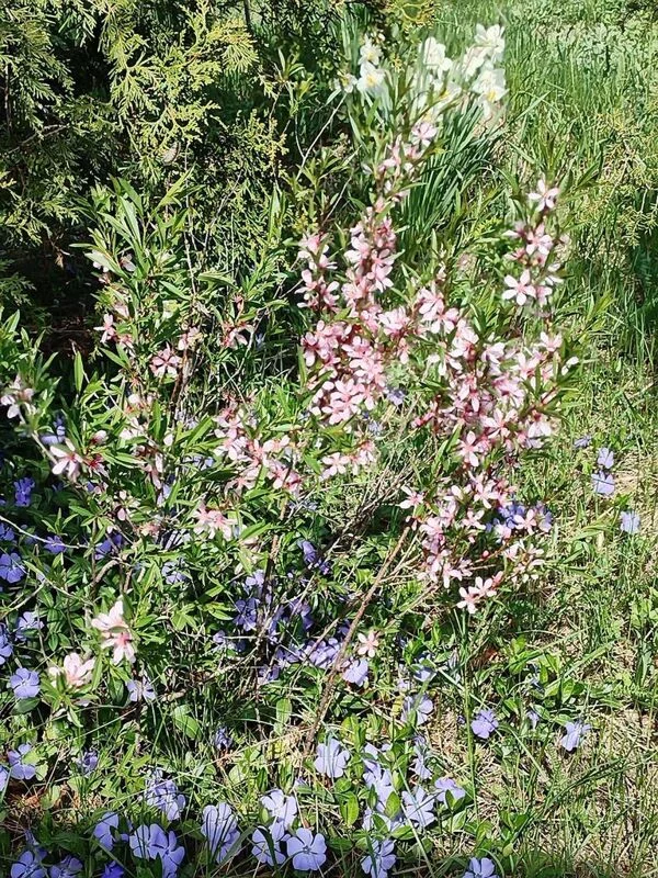 Чайная беседка