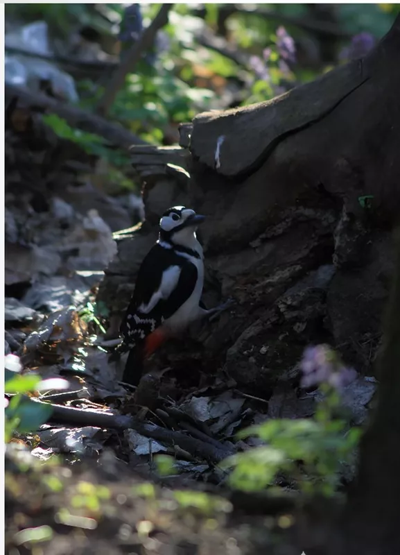 Коломенское