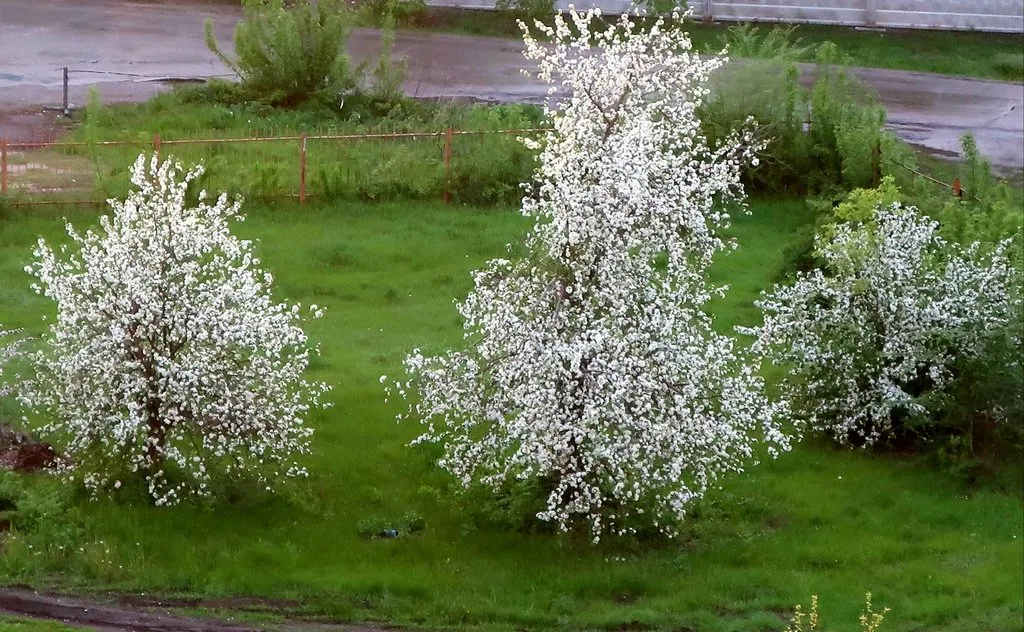 Чайная беседка