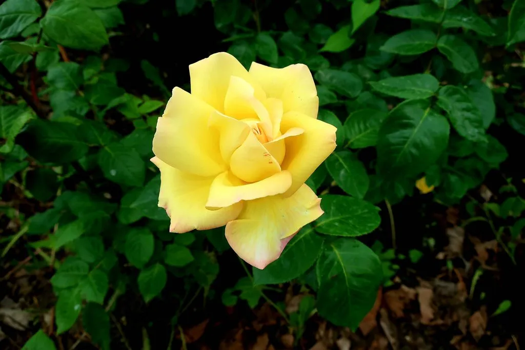 Чайная беседка