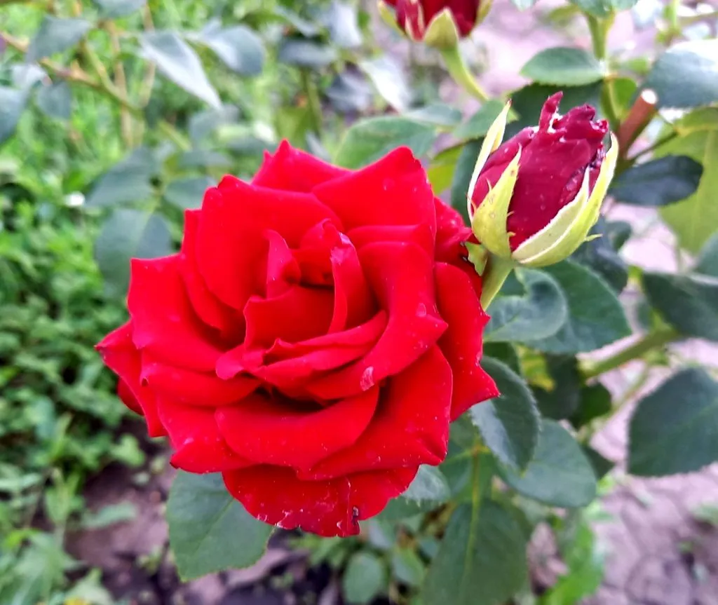 Чайная беседка