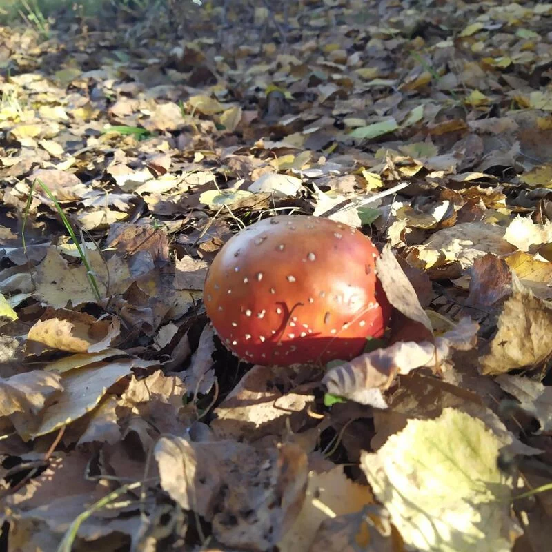 Чайная беседка