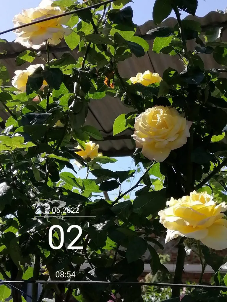 Чайная беседка