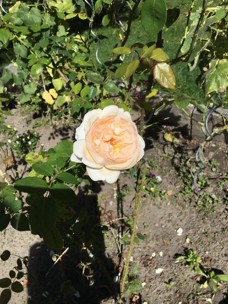 Чайная беседка