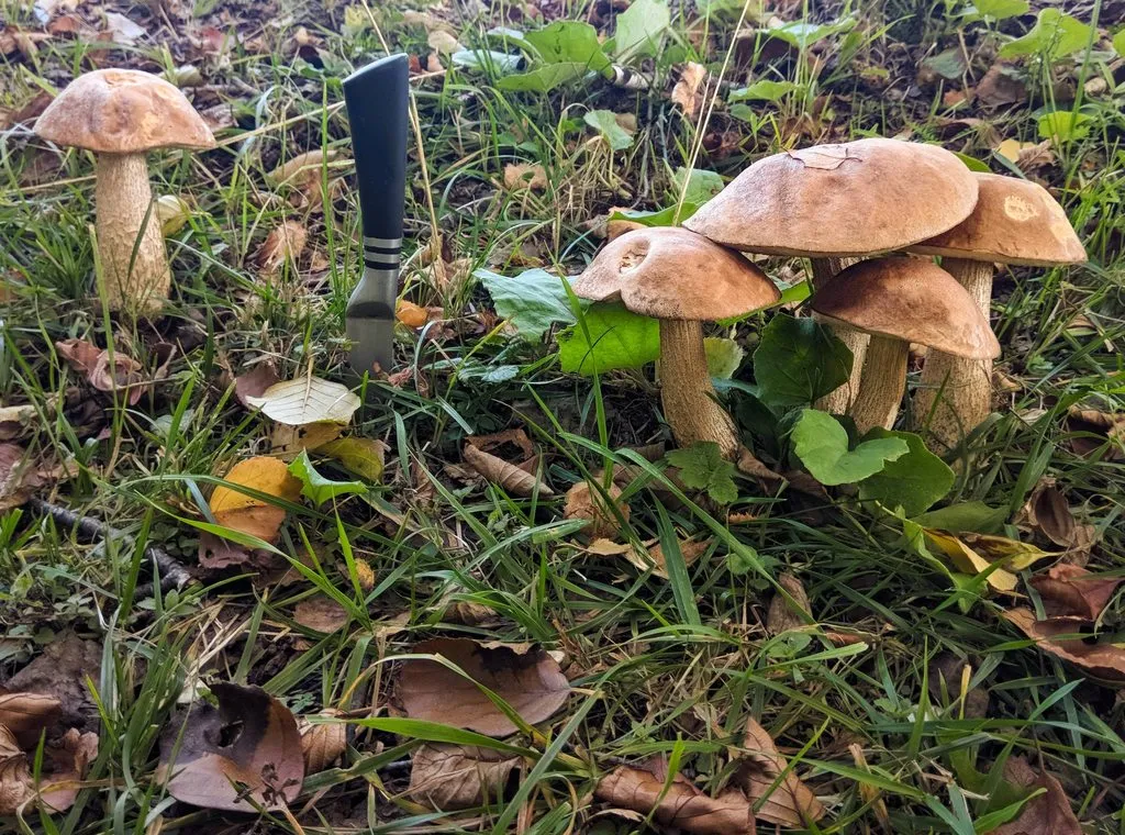 По грибы с лукошком