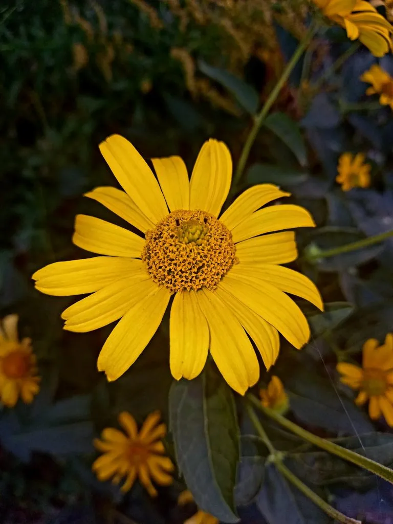 Чайная беседка