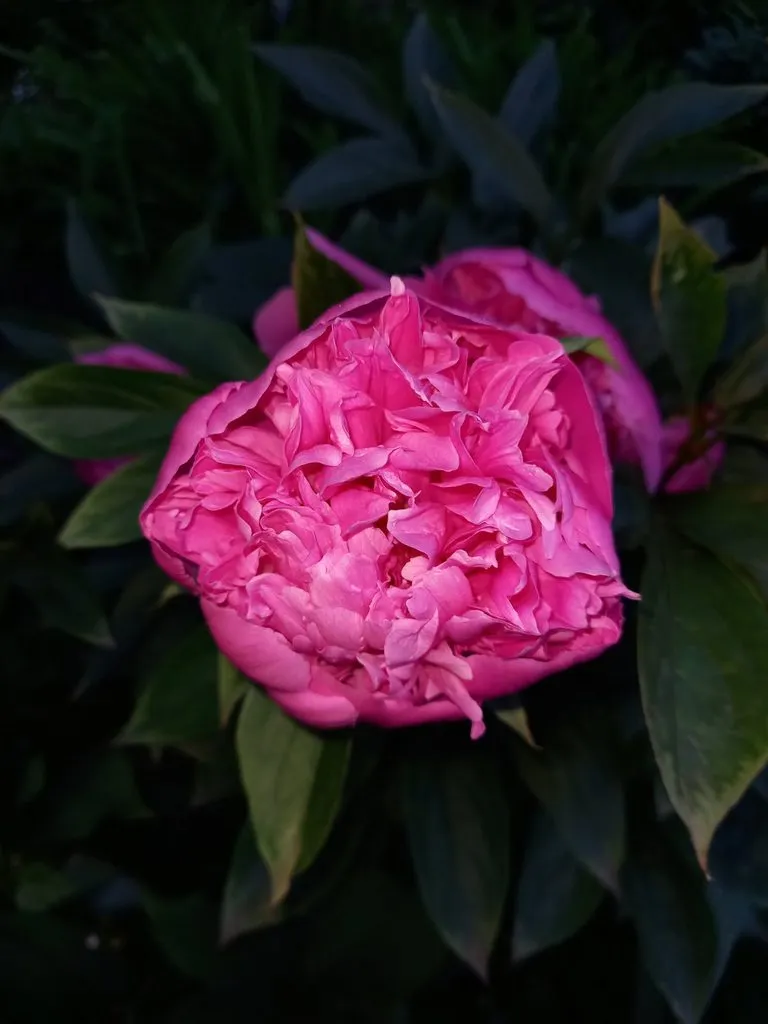 Чайная беседка