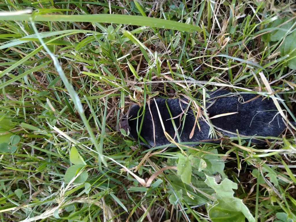 Чайная беседка