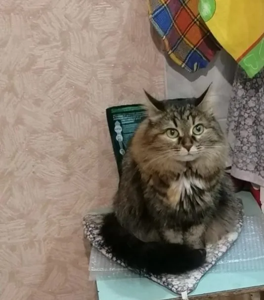 Кафе «У пани Сони»