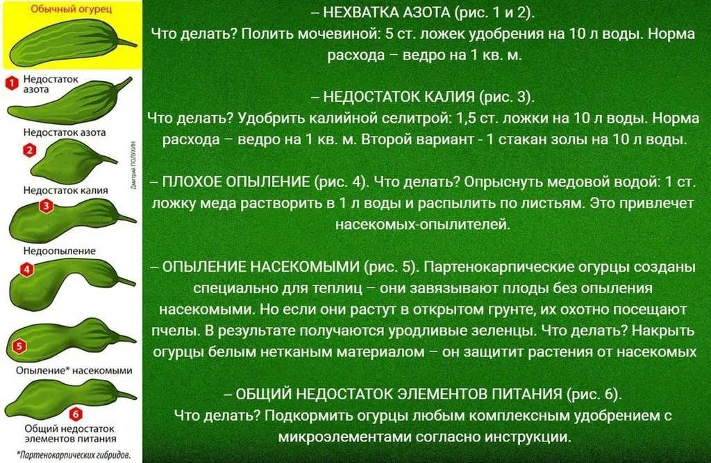 Домашняя инфографика
