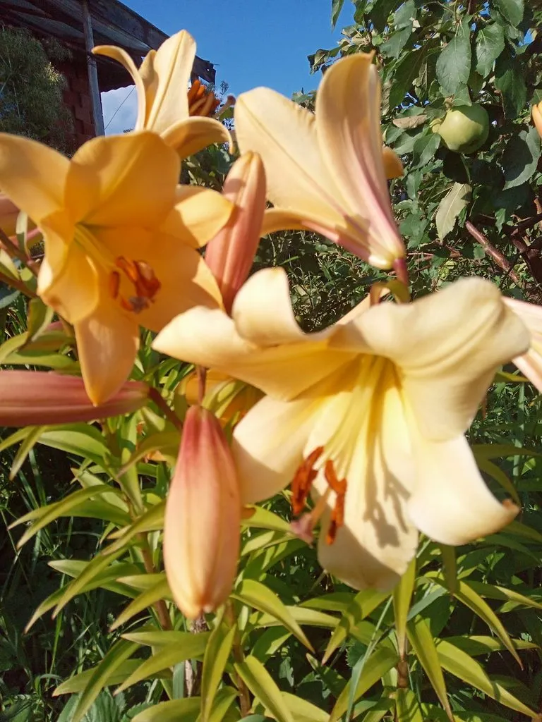 Чайная беседка