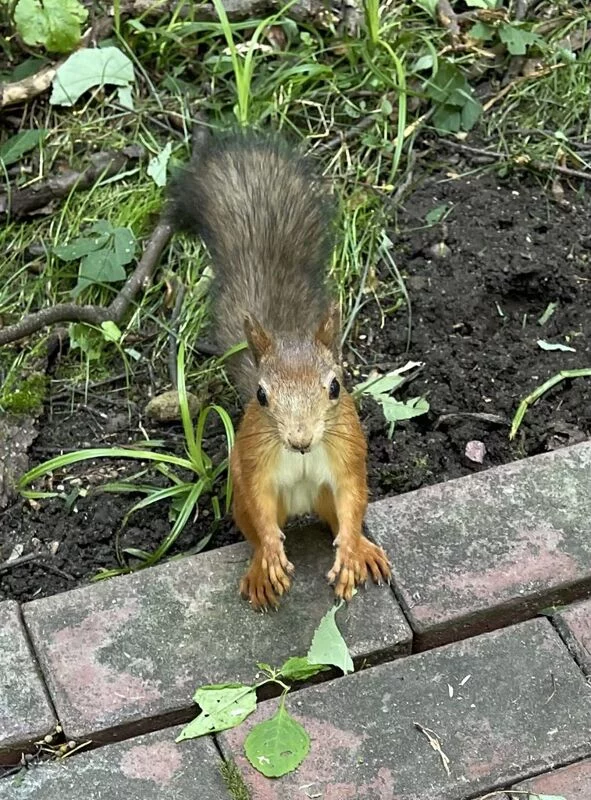 Чайная беседка