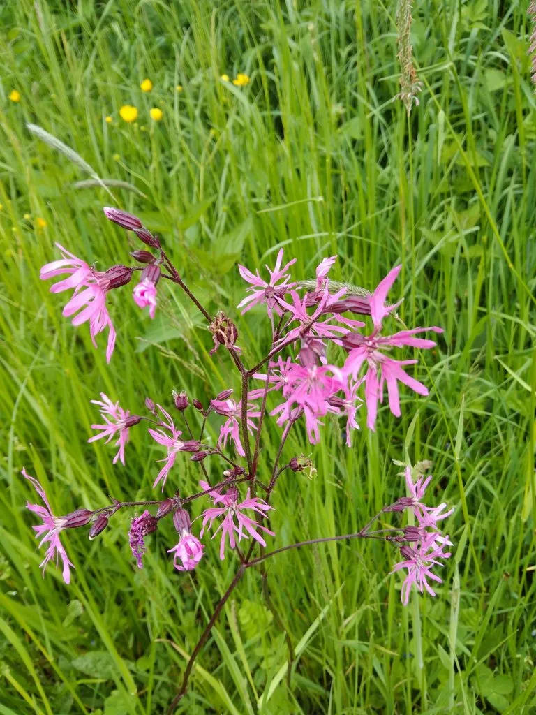 Чайная беседка