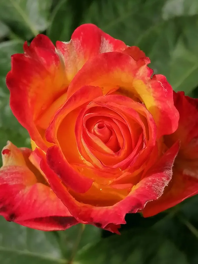 Чайная беседка