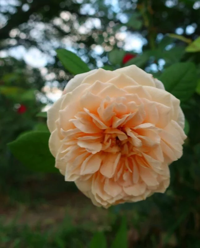 Флора