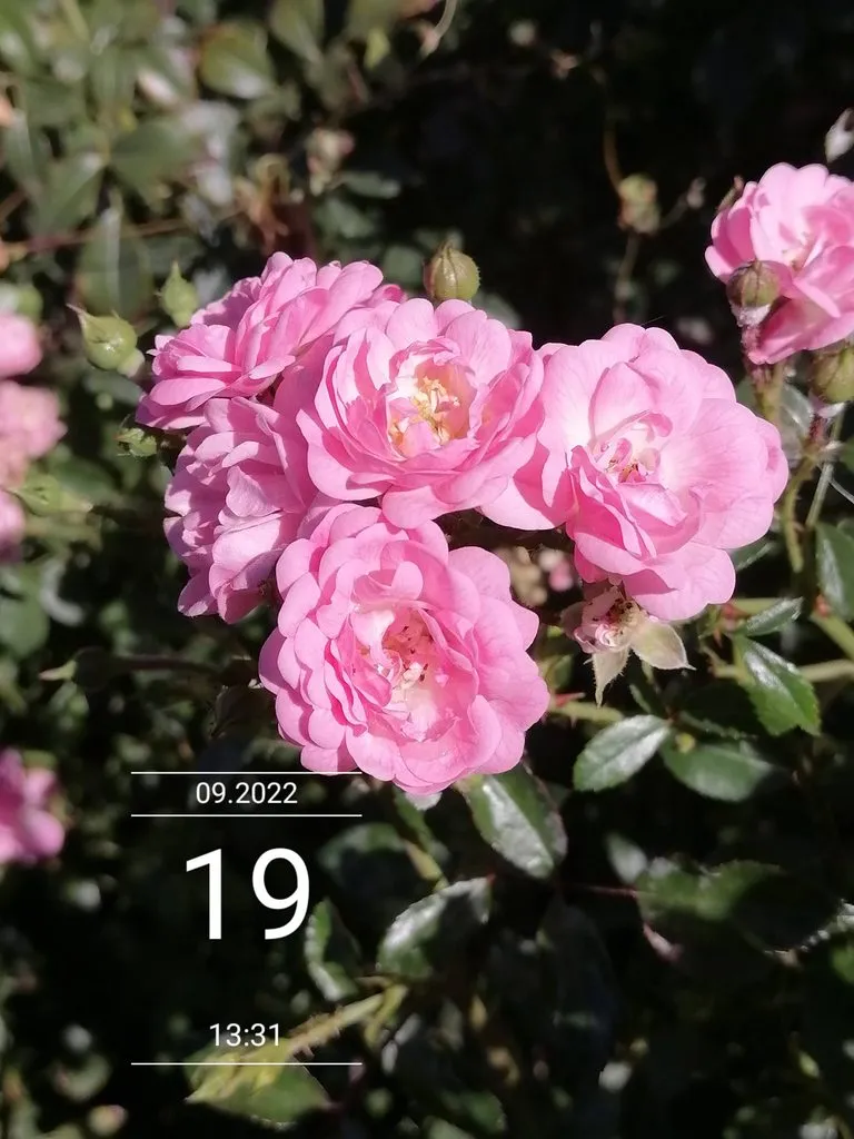 Чайная беседка