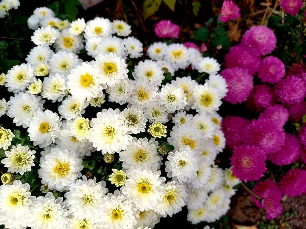 Чайная беседка