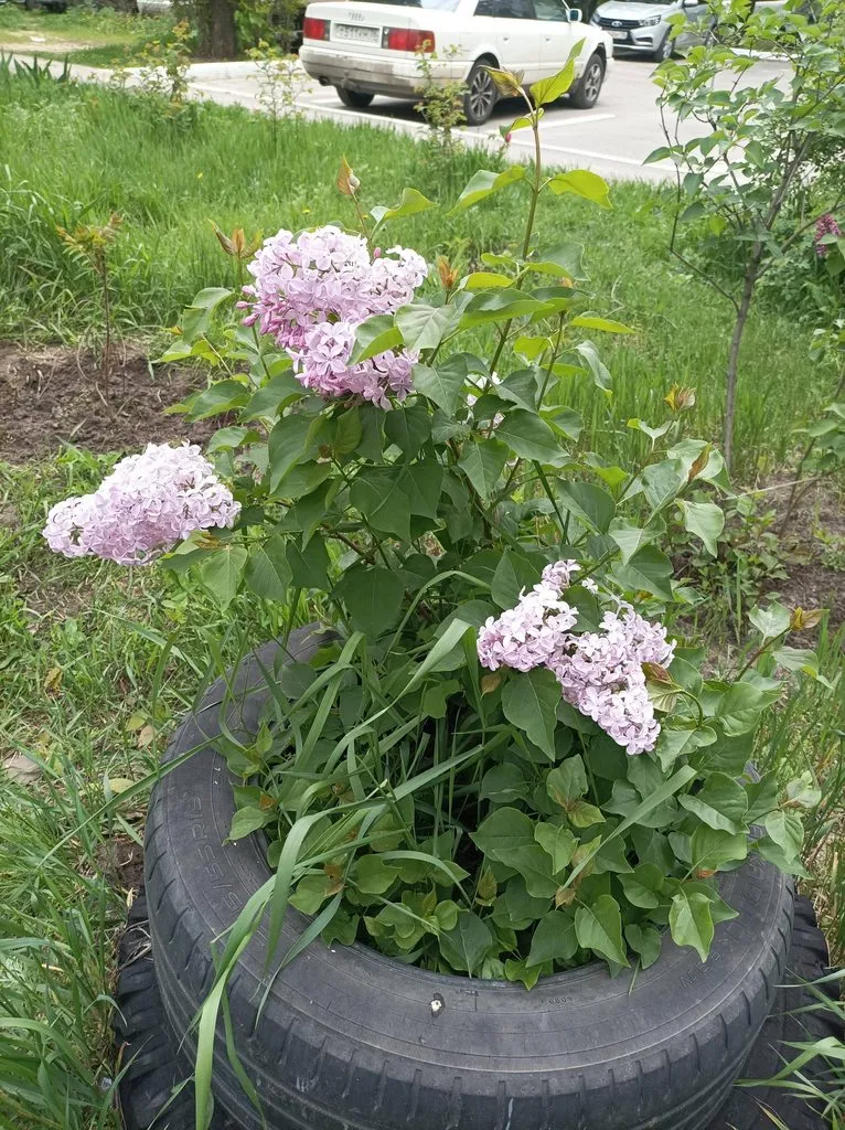 Чайная беседка