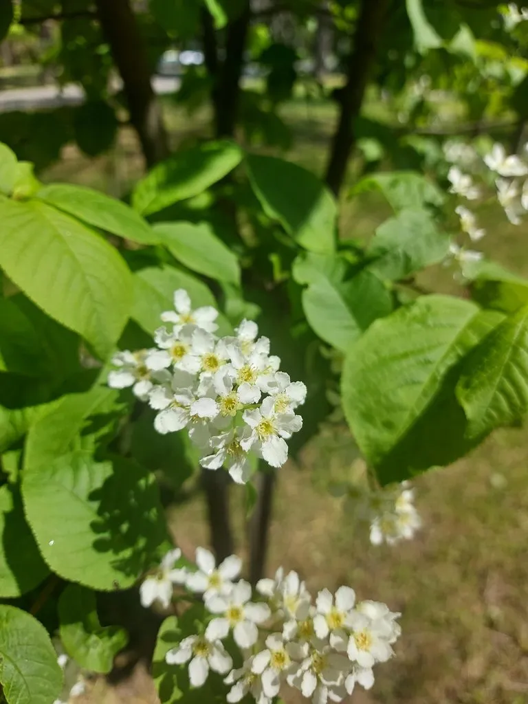 Чайная беседка