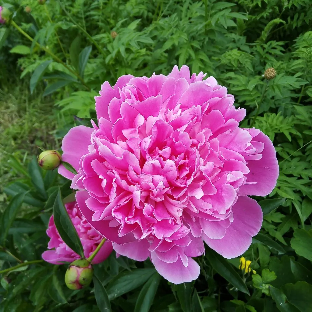 Чайная беседка