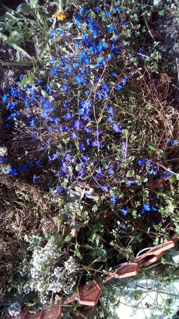 Чайная беседка