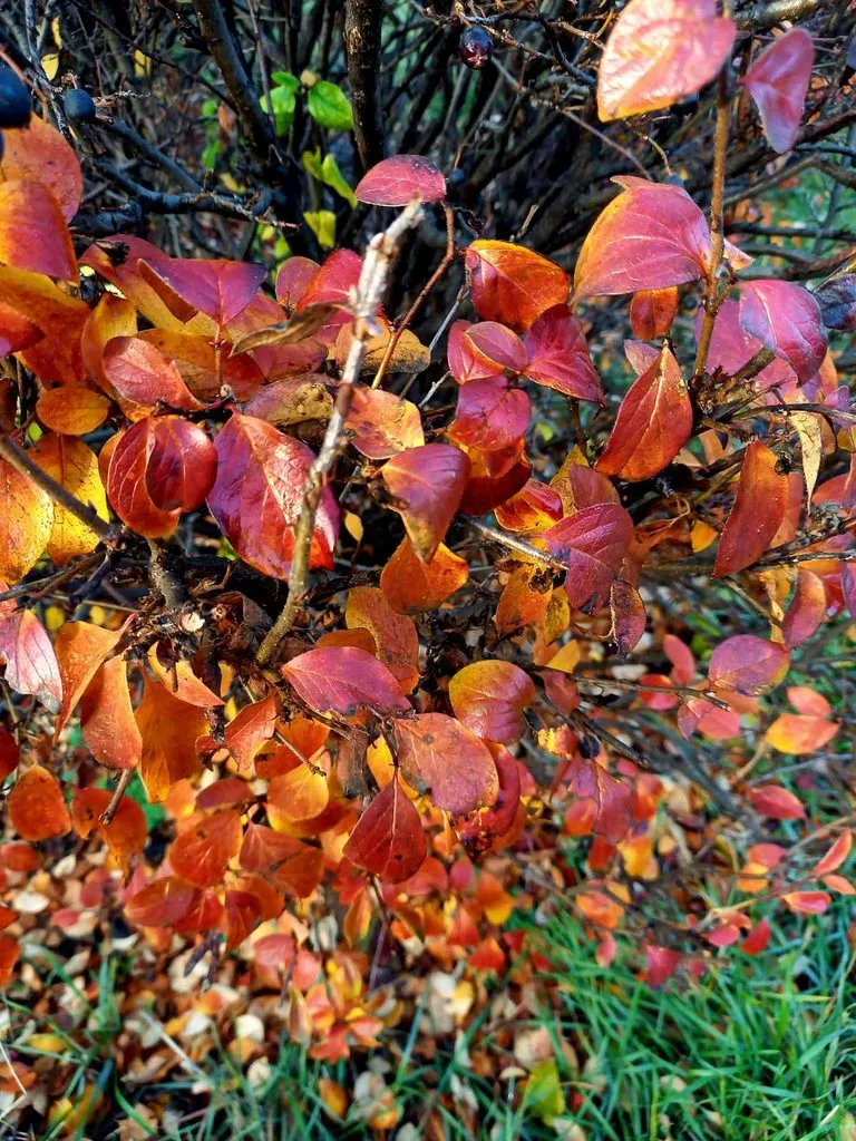 Чайная беседка