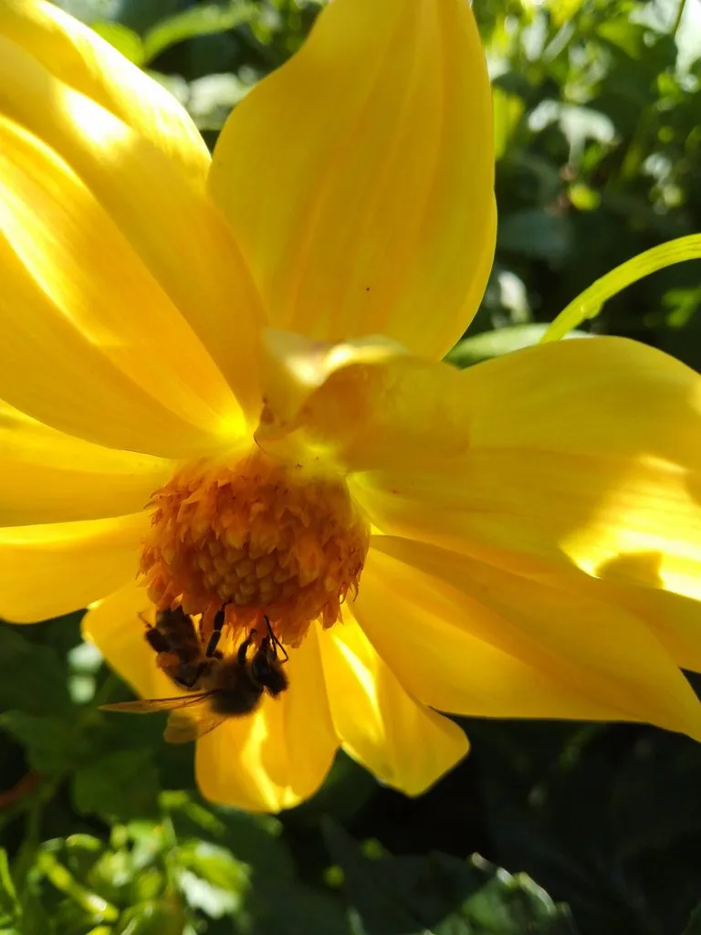 Чайная беседка