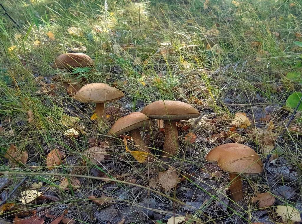 По грибы с лукошком