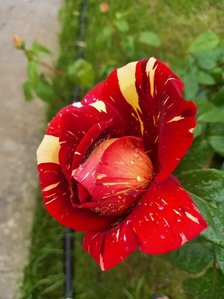 Чайная беседка