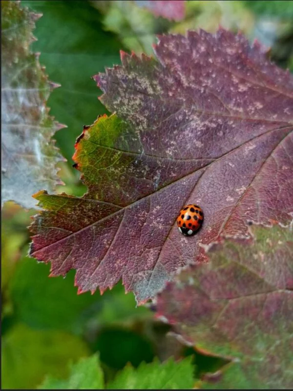 Коломенское