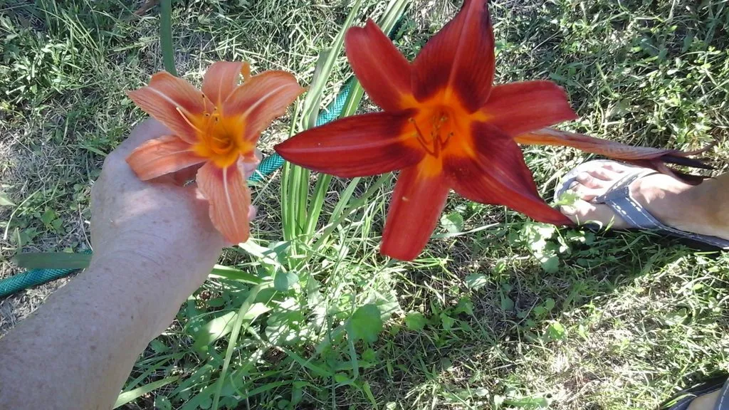 Чайная беседка