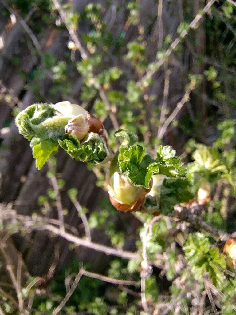 Чайная беседка