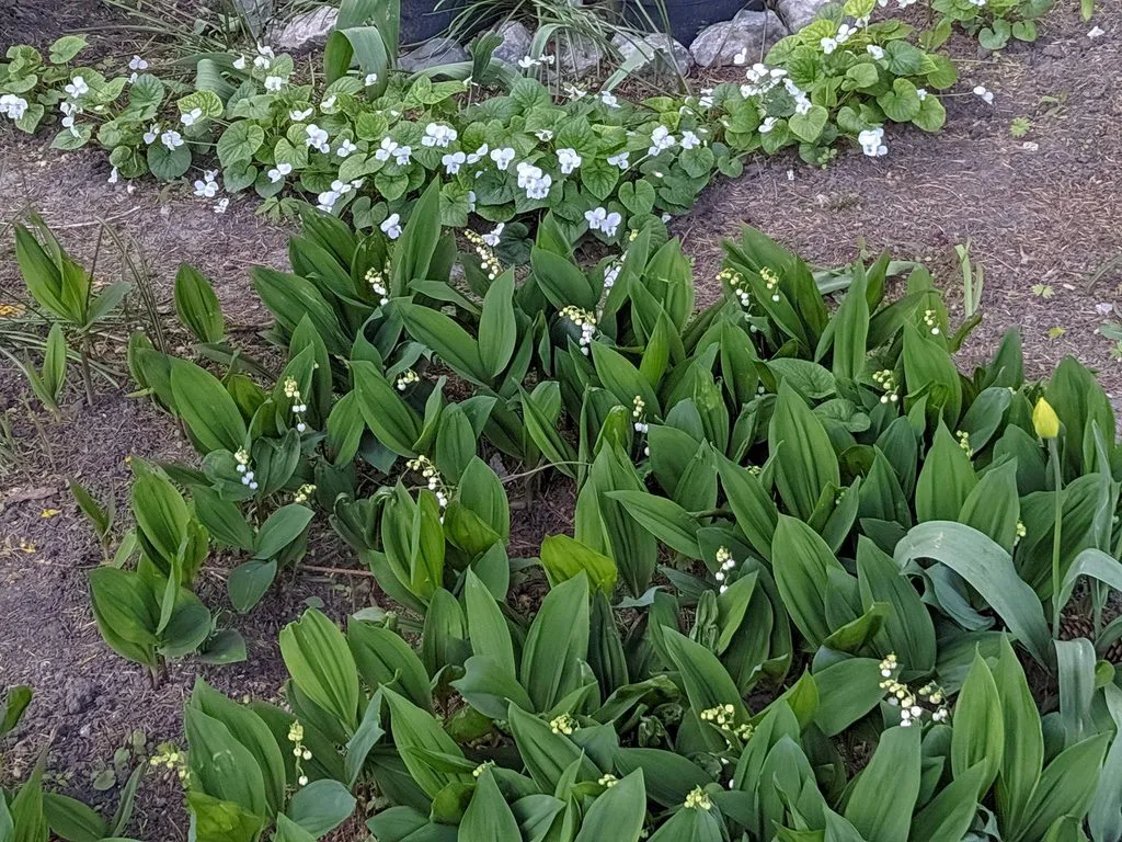 Чайная беседка