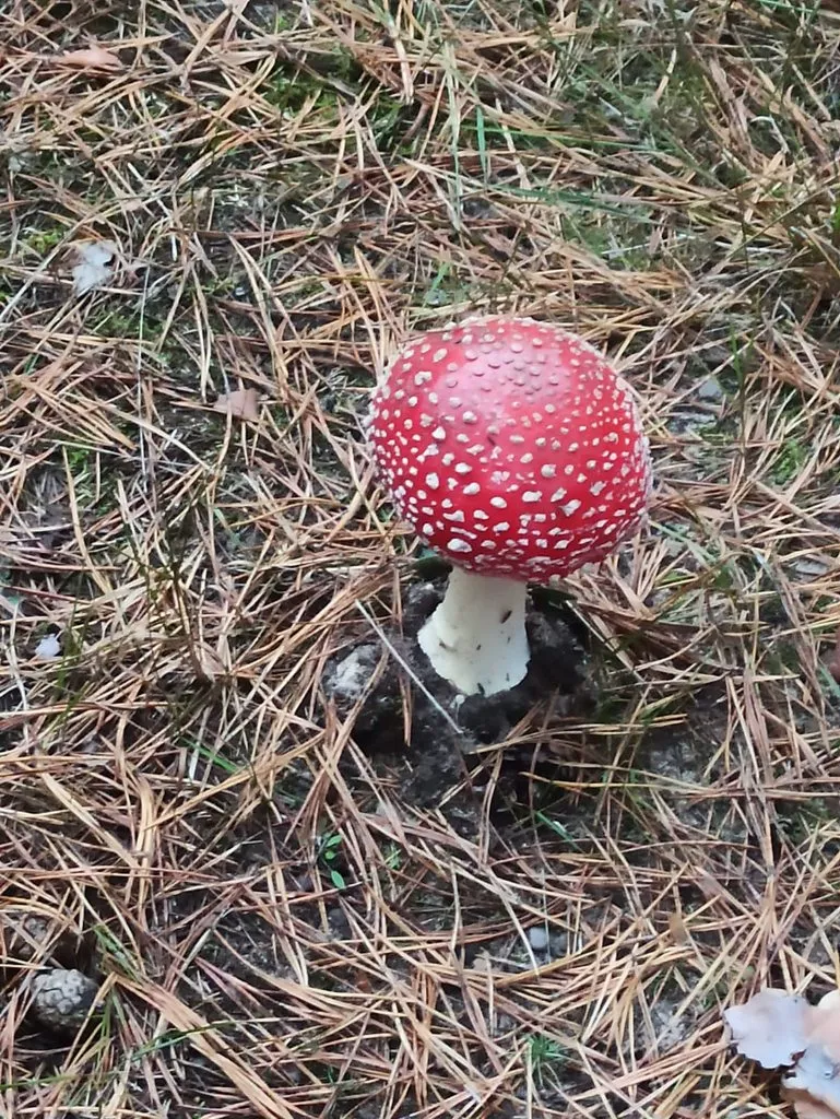 Чайная беседка