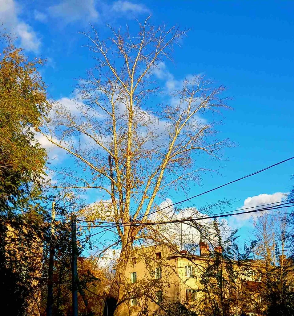 Такое разное небо