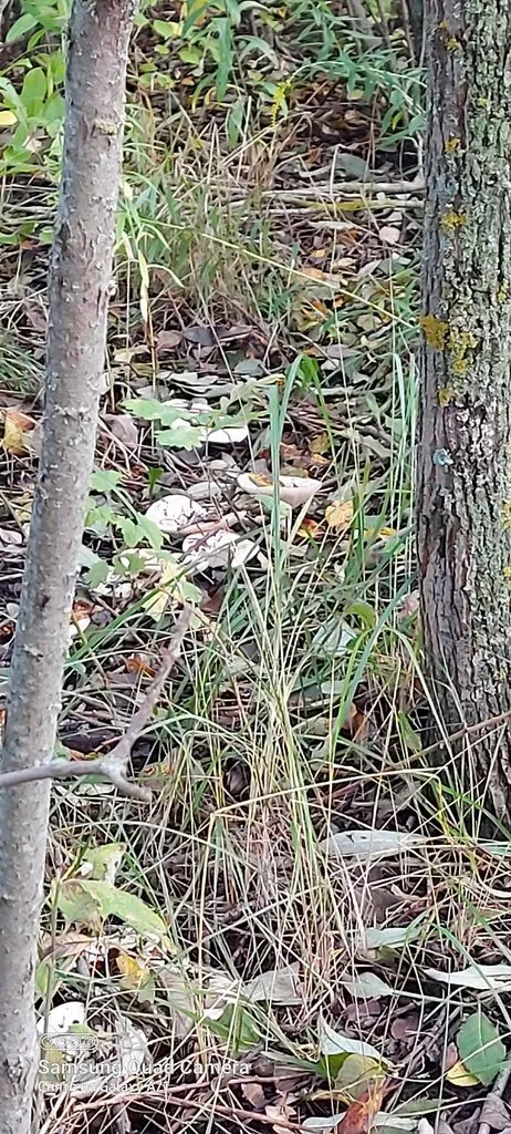 Чайная беседка