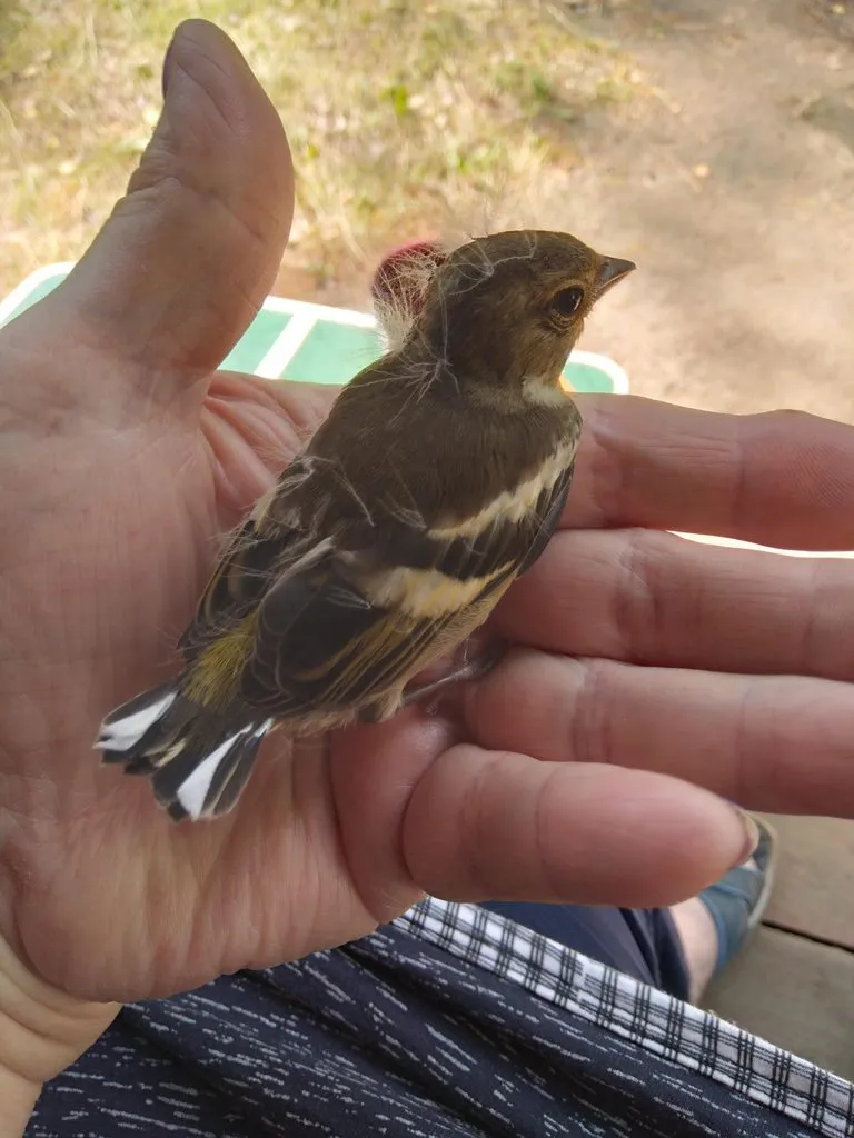 Чайная беседка