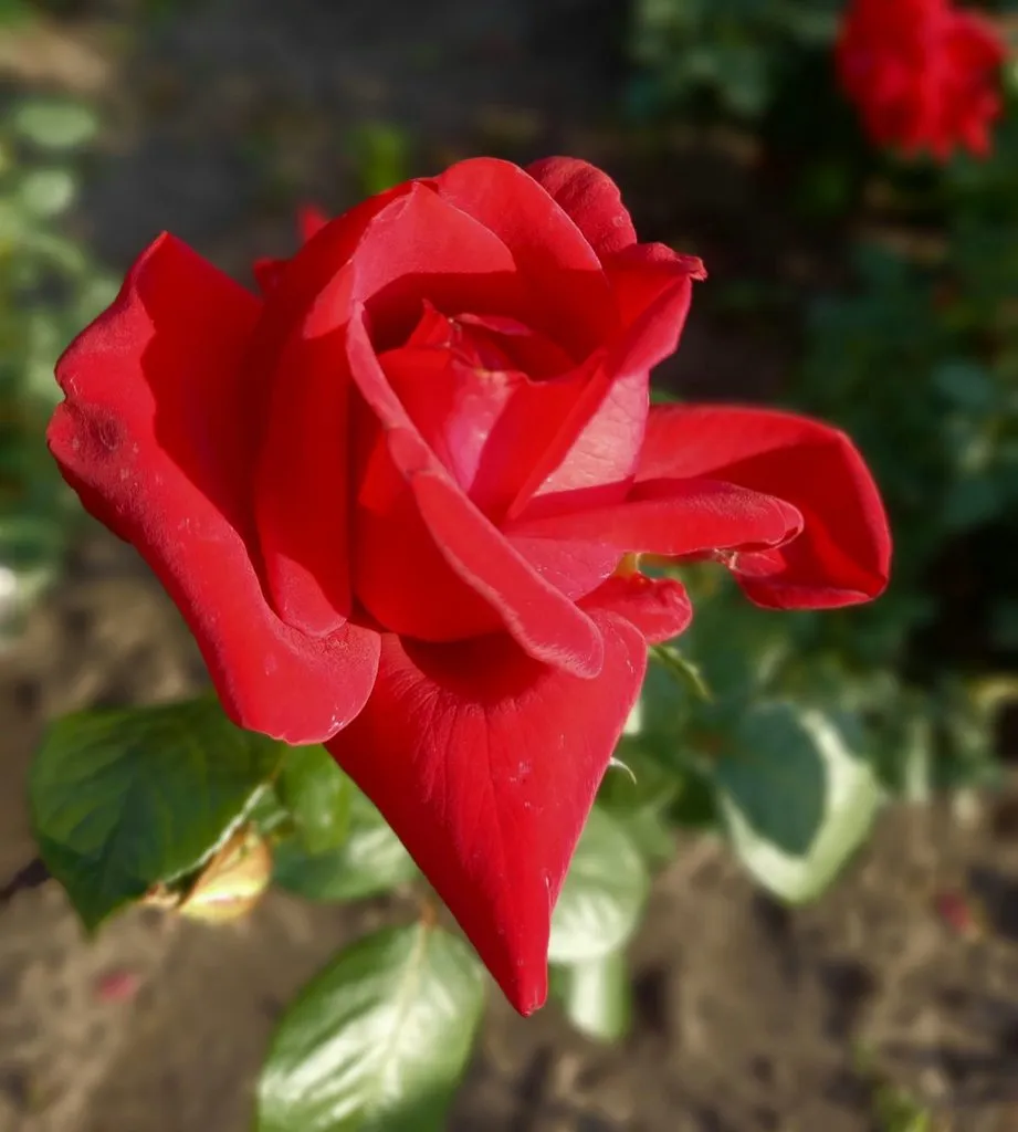 Флора
