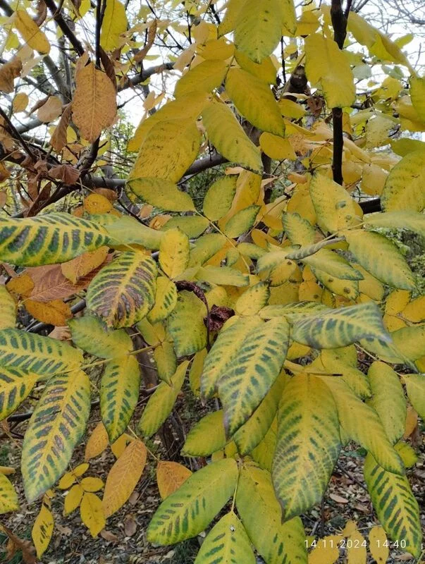 Кафе "У пани Сони"