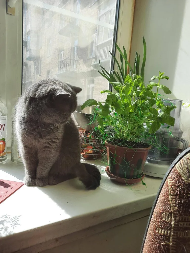 Tapтaлeтки & Ко