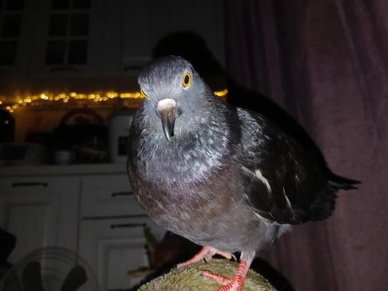 Можно ли прожить на одну пенсию? (расчеты)