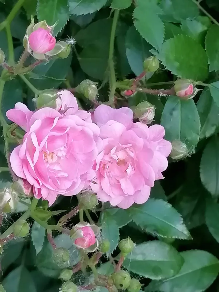 Чайная беседка