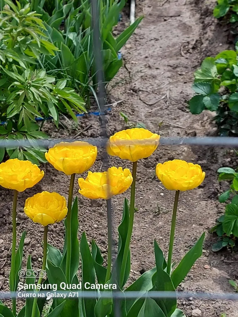 Чайная беседка