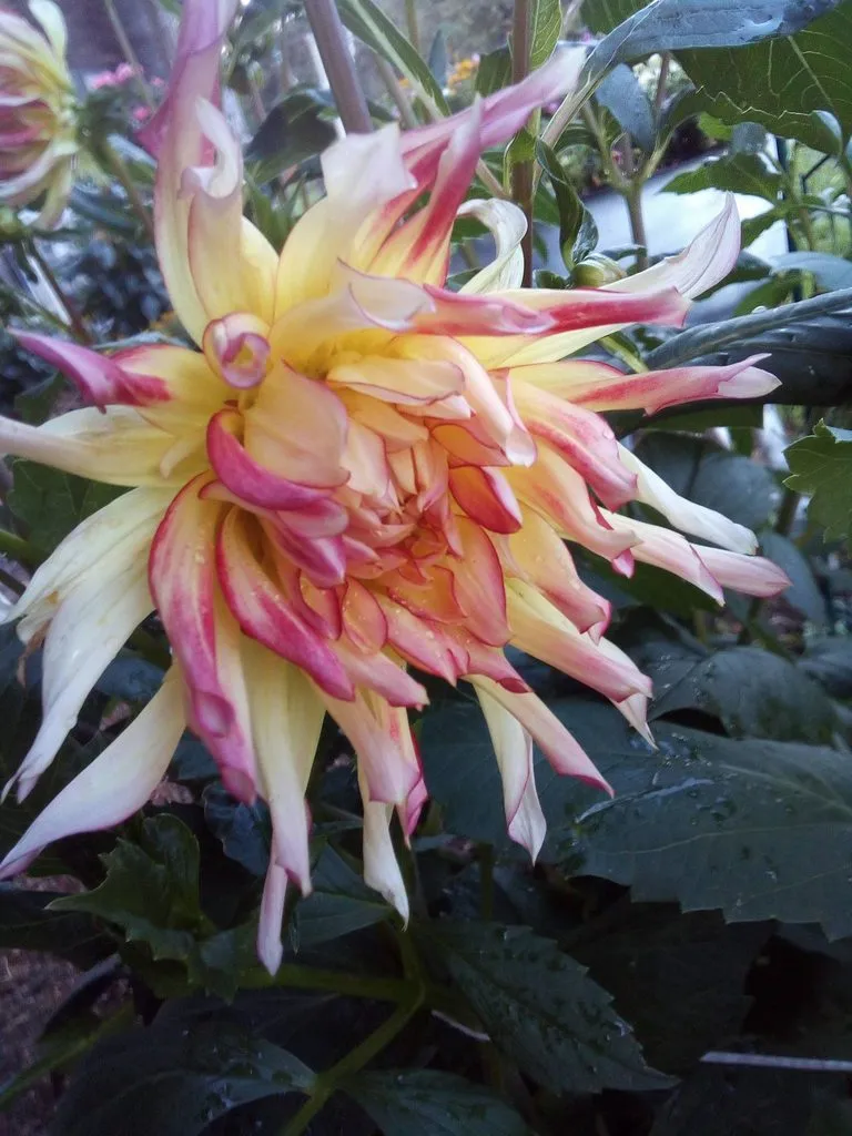 Чайная беседка