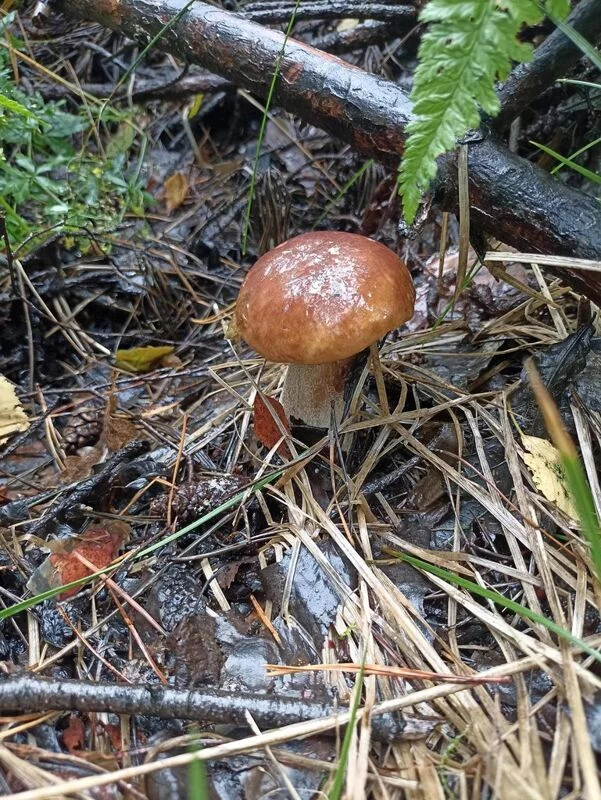 Фотонастроение