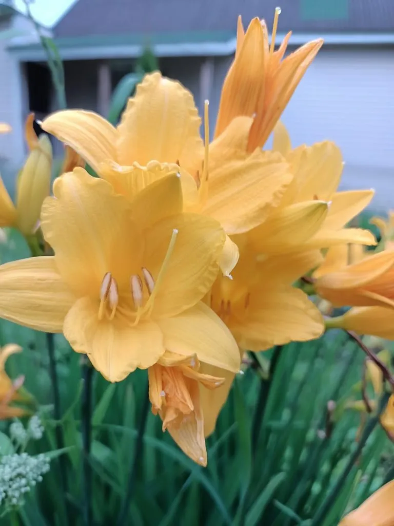 Чайная беседка