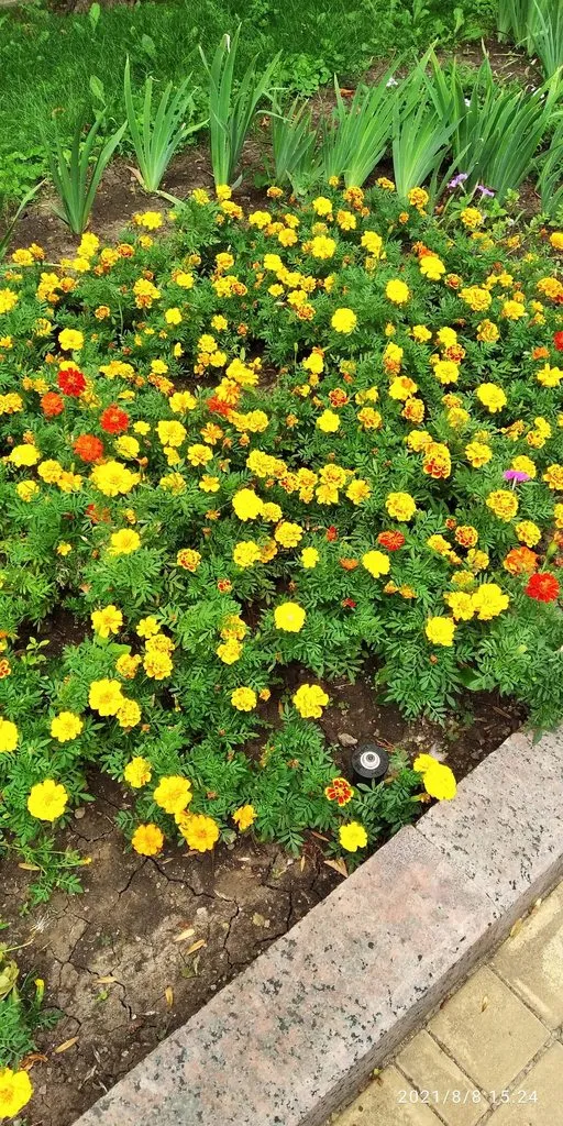 Tapтaлeтки & Ко