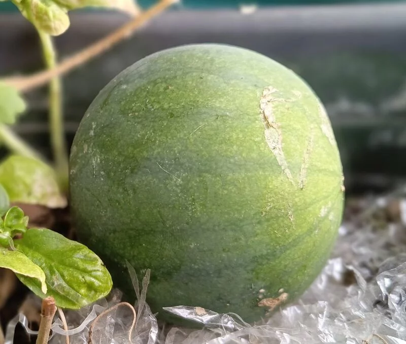 Tapтaлeтки & Ко