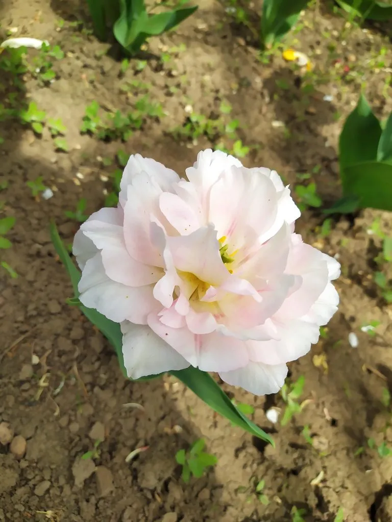 Чайная беседка